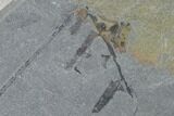 Fossil Fern (Neuropteris & Macroneuropteris) Plate - Kentucky #142427-1